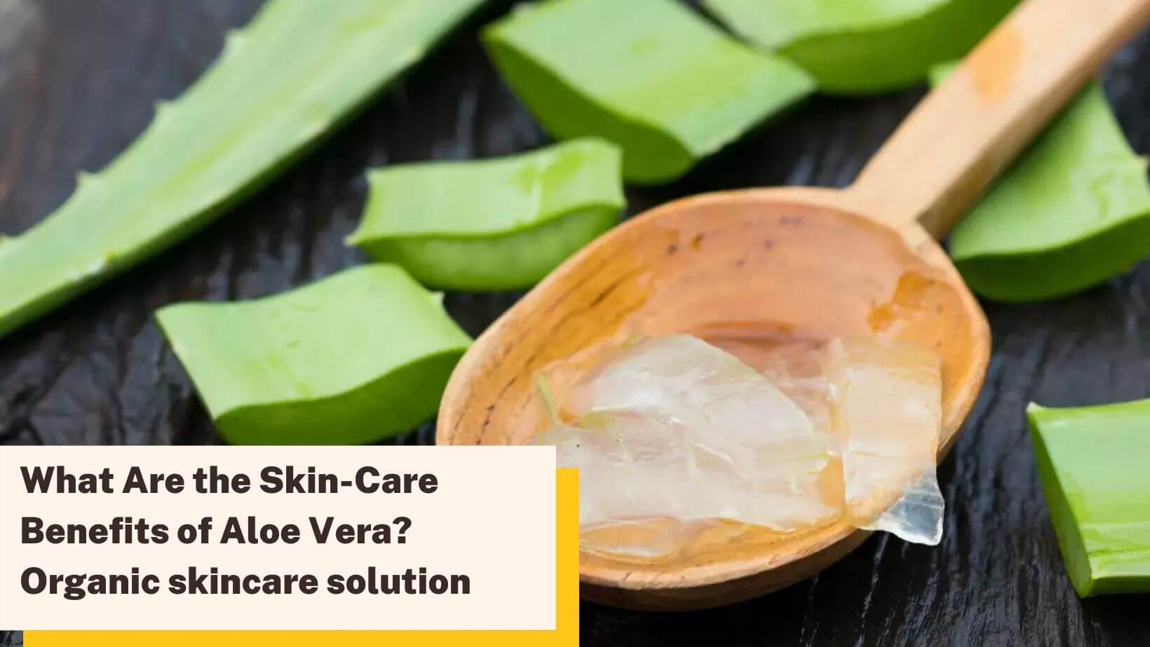 What Are the Skincare Benefits of Aloe Vera?