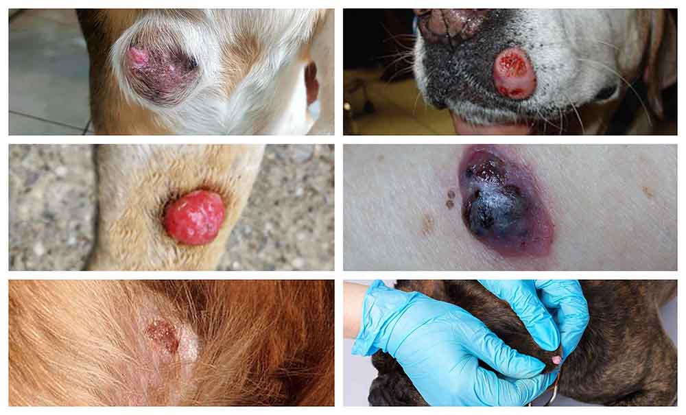 Dog Skin Lesions Cancer 1 9fc9c426a0034e8b9e33e41e7321ed5f 9fc9c426a0034e8b9e33e41e7321ed5f