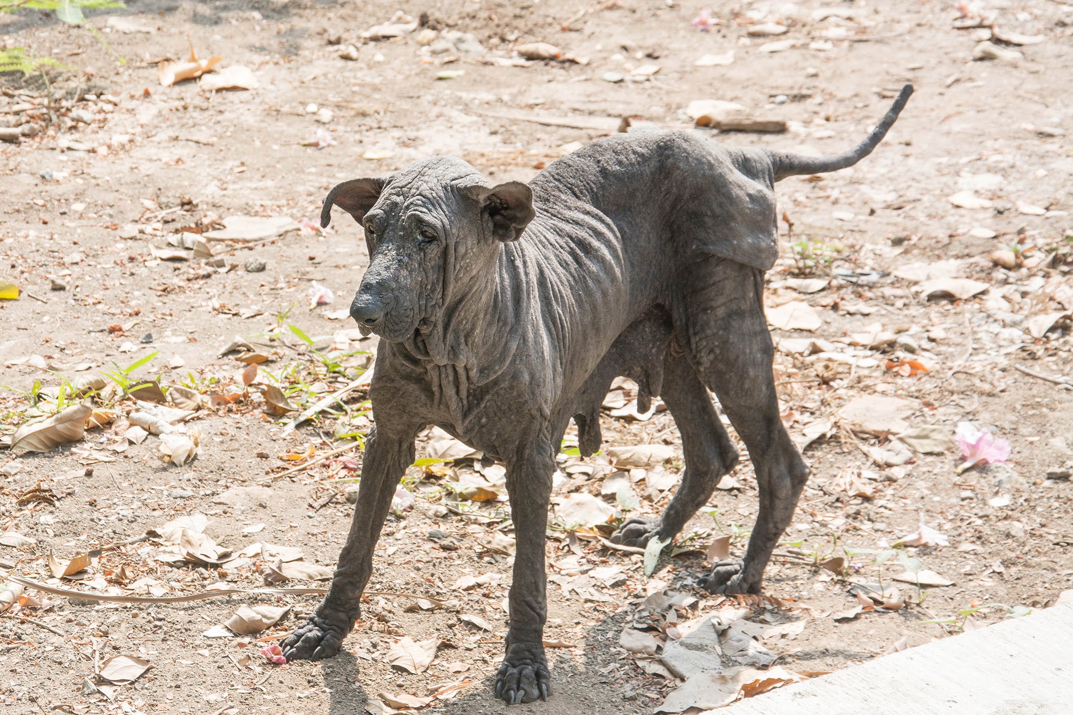 Treating Black Skin Disease in Dogs 1 129ce4b6dd0844b5bc81fdbe63018e12 129ce4b6dd0844b5bc81fdbe63018e12