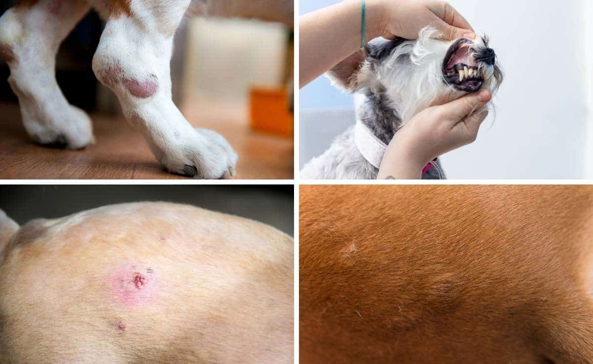 Dog Skin Lesions Cancer 9 5f893d56b3d141fd8c25217824cd0cf3 5f893d56b3d141fd8c25217824cd0cf3