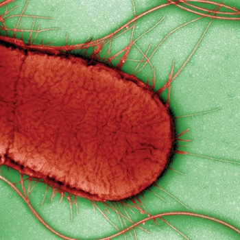 The Big Six Foodborne Illnesses