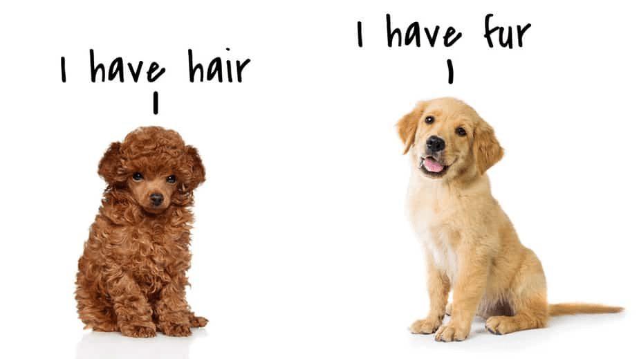 What is the Difference Between Hair and Fur on a Dog: A Comprehensive Guide 21 image 203 image 203