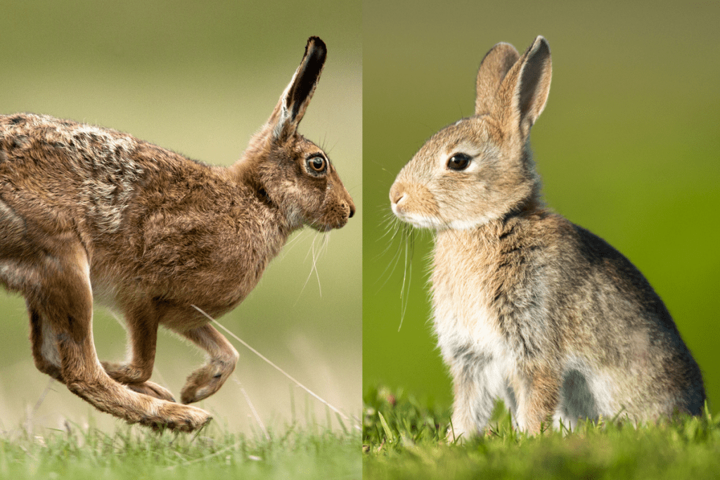 What Is the Meaning of Hair vs. Hare? Exploring Definitions 24 image 13 image 13
