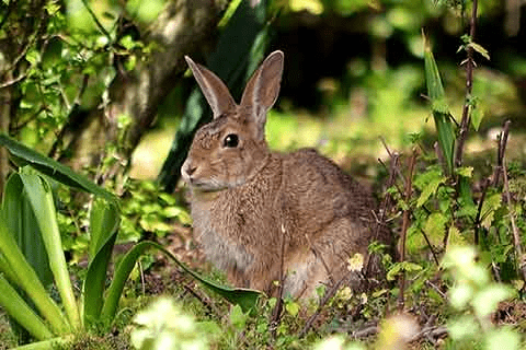 What Is the Meaning of Hair vs. Hare? Exploring Definitions 8 image 15 image 15